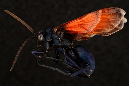 Tarantula Hawk (Pompilidae, Pepsis sp.)