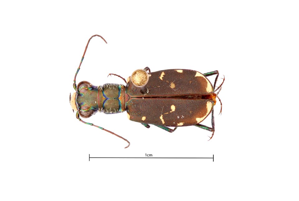 Eastern Red-bellied Tiger Beetle (Cicindelidia rufiventris rufiventris)