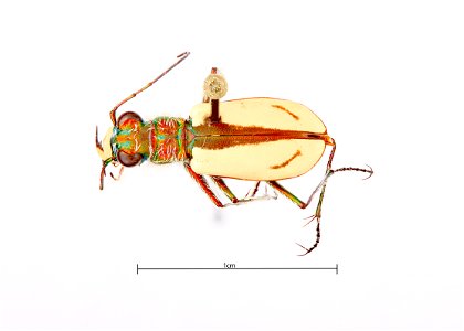 Sandy Tiger Beetle (Cicindela limbata nympha)