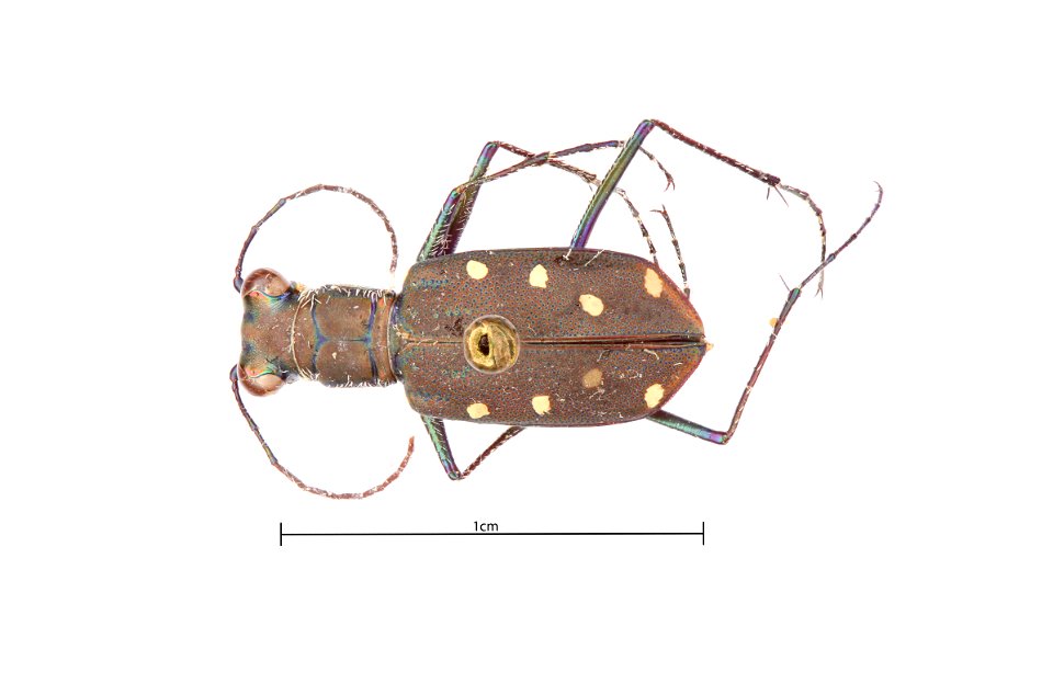 Ocellated Tiger Beetle (Cicindelidia ocellata)