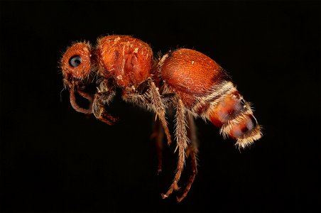 Velvet ant, female (Mutillidae, Pseudomethoca sanbornii (Blake))