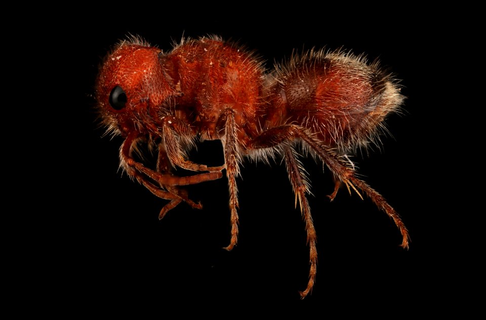 Velvet ant, female (Mutillidae, Myrmiloides grandiceps (Blake))
