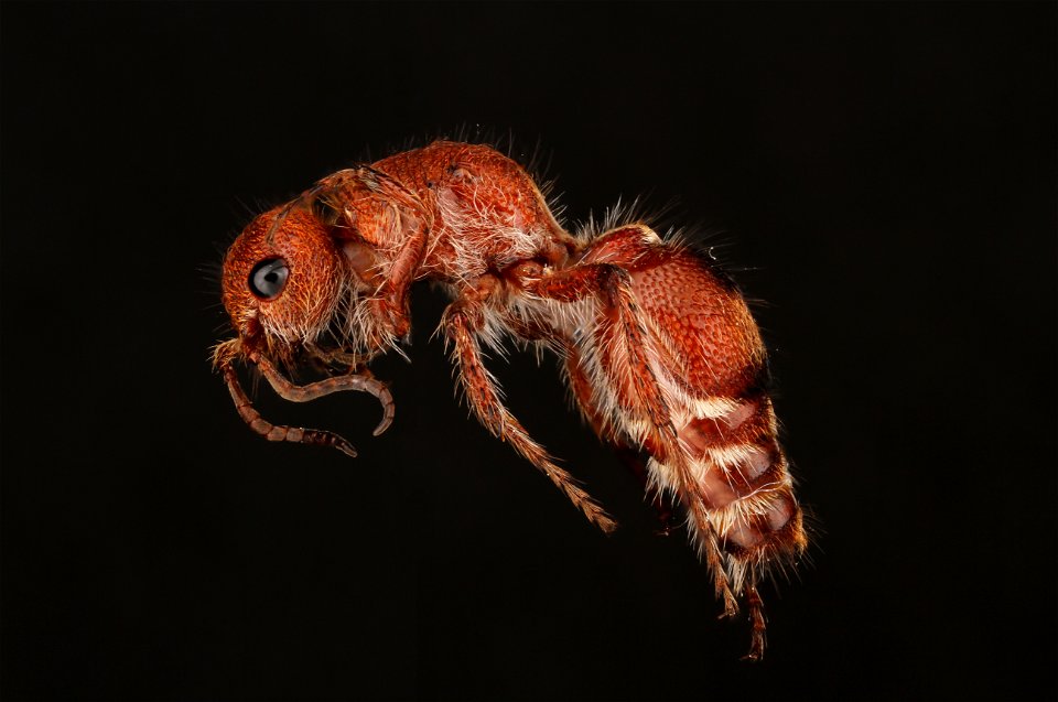 Velvet ant, female (Mutillidae, Dasymutilla scaevola (Blake))