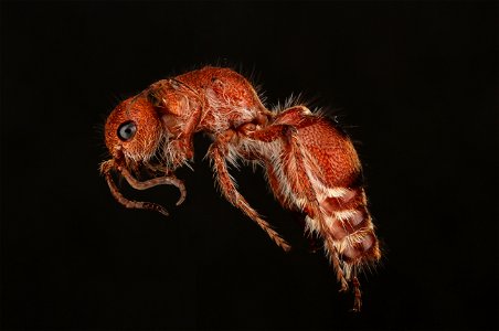 Velvet ant, female (Mutillidae, Dasymutilla scaevola (Blake))