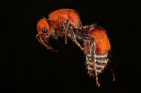 Velvet ant, female (Mutillidae, Dasymutilla vesta (Cresson))