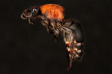 Velvet ant, female (Mutillidae, Dasymutilla quadriguttata (Say))