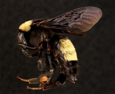 American Bumble Bee, female (Apidae, Bombus pensylvanicus (De Geer))