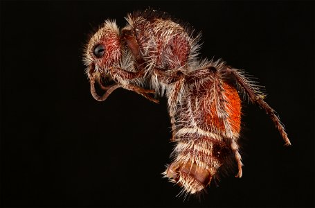 Velvet ant, female (Mutillidae, Dasymutilla foxi (Cockerell))