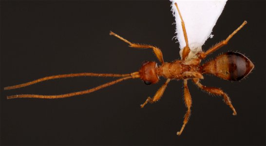 Wingless braconid (Braconidae, Heterospilus sp.)
