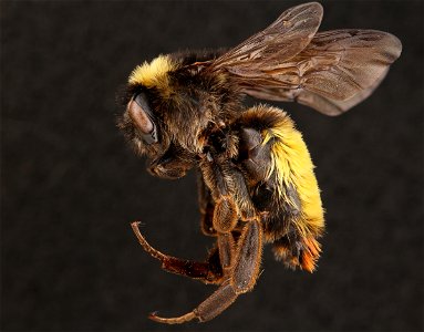 American Bumble Bee, male (Apidae, Bombus pensylvanicus (De Geer)) photo
