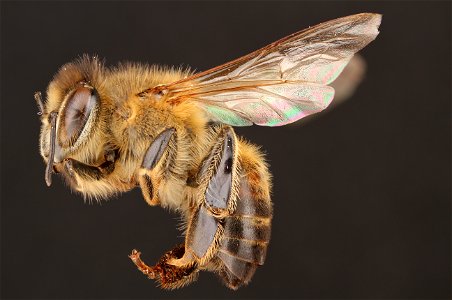 Western honey bee (Apidae, Apis mellifera (Linnaeus)) photo
