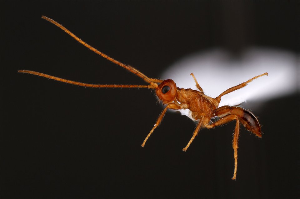 Wingless braconid (Braconidae, Heterospilus sp.)