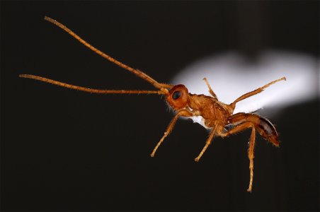 Wingless braconid (Braconidae, Heterospilus sp.)