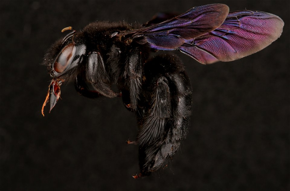 Large carpenter bee, female (Apidae, Xylocopa mexicanorum (Cockerell))