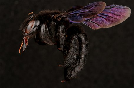 Large carpenter bee, female (Apidae, Xylocopa mexicanorum (Cockerell)) photo