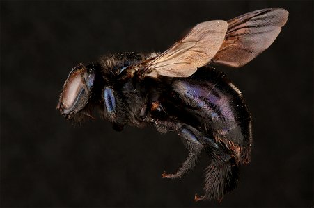 Southern carpenter bee, female (Apidae, Xylocopa micans (Lepeletier)) photo
