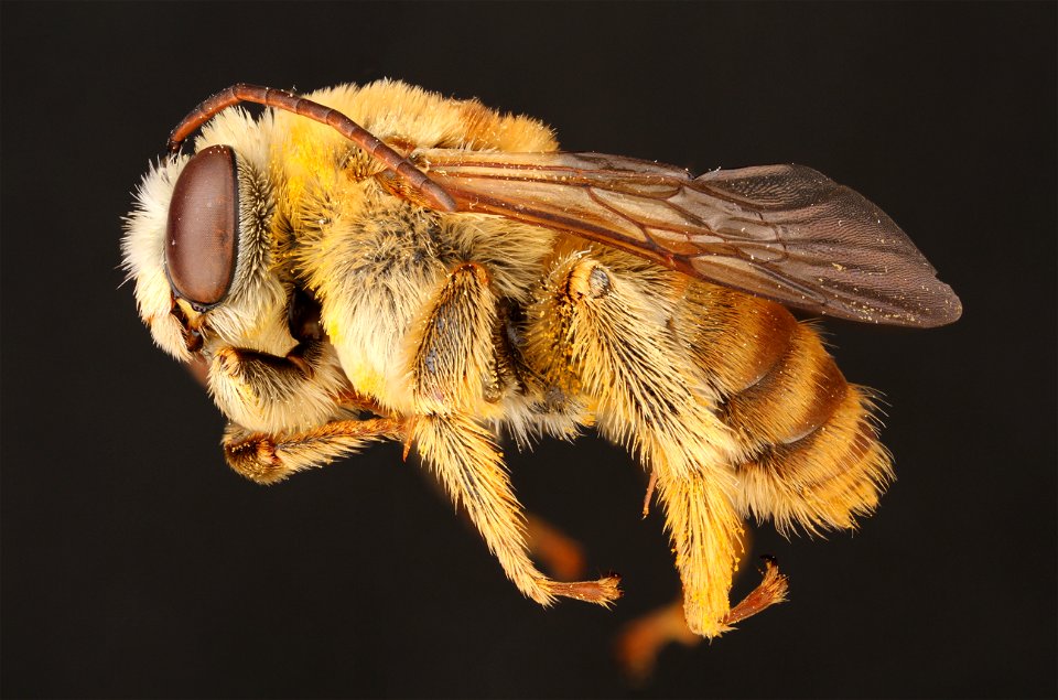 Long-horned bee, male (Apidae, Svastra texana (Cresson))