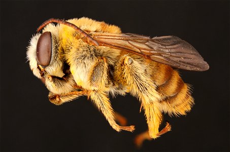 Long-horned bee, male (Apidae, Svastra texana (Cresson)) photo