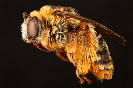 Long-horned bee, female (Apidae, Svastra petulca (Cresson)) photo