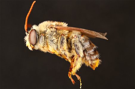 Long-horned bee, male (Apidae, Svastra petulca (Cresson)) photo