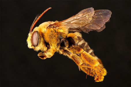 Long-horned bee, male (Apidae, Svastra obliqua (Say)) photo