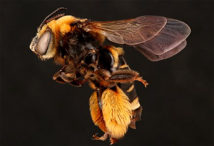 Long-horned bee, female (Apidae, Svastra obliqua (Say)) photo