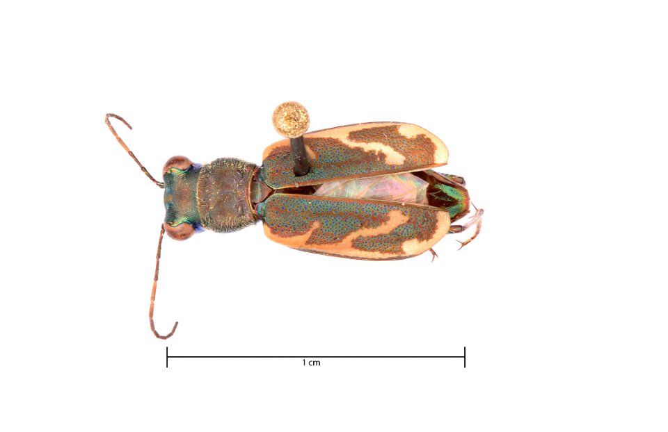 Variable Tiger Beetle (Cylindera terricola cinctipennis)