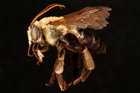 Long-horned bee, male (Apidae, Svastra atripes (Cresson)) photo