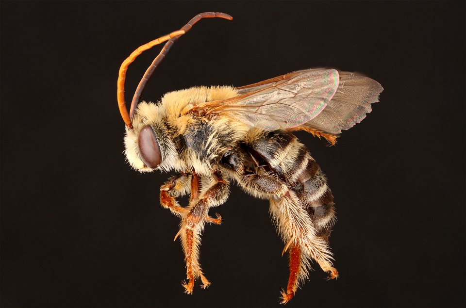 Tepanec long-horned bee, male (Apidae, Melissodes tepaneca (Cresson))