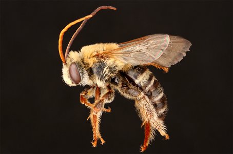 Tepanec long-horned bee, male (Apidae, Melissodes tepaneca (Cresson)) photo