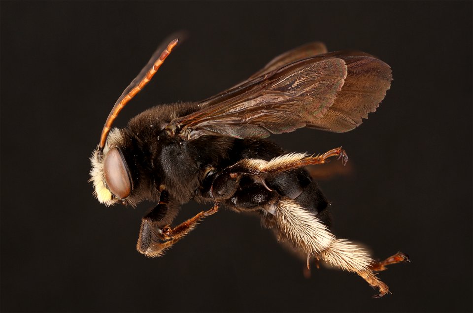Two-spotted long-horned bee, male (Apidae, Melissodes bimaculata (Lepeletier))