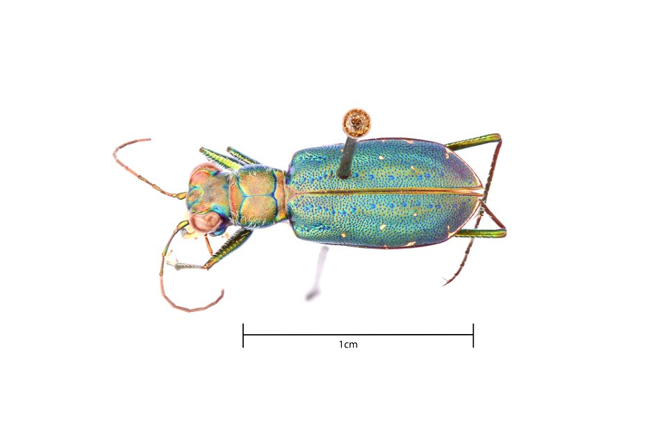 Black Sky Tiger Beetle (Cicindelidia nigrocoerulea nigrocoerulea)