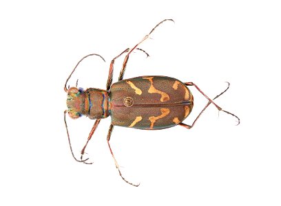 Bronzed Tiger Beetle (Cicindela repanda)