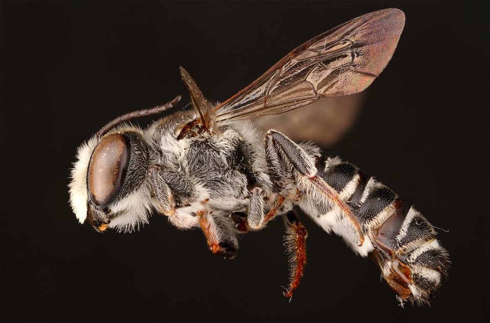 Leaf-cutter bee, male (Megachilidae, Megachile prosopidis (Cockerell))