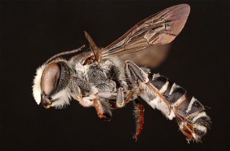 Leaf-cutter bee, male (Megachilidae, Megachile prosopidis (Cockerell)) photo