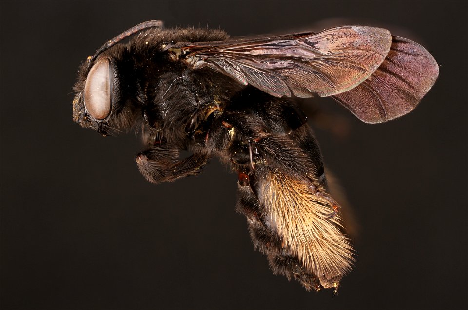 Two-spotted long-horned bee, female (Apidae, Melissodes bimaculata (Lepeletier))