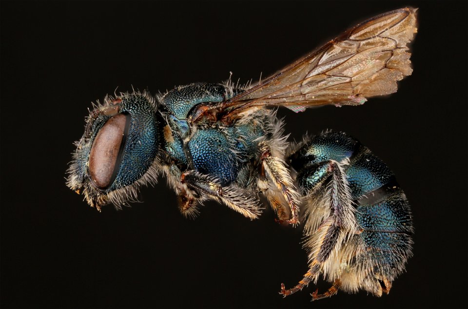 Mason bee, female (Megachilidae, Osmia subfasciata (Cresson))