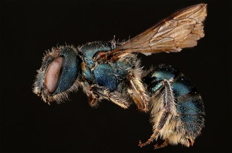 Mason bee, female (Megachilidae, Osmia subfasciata (Cresson)) photo