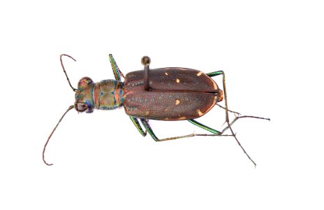 Punctured Tiger Beetle (Cicindelidia punctulata)