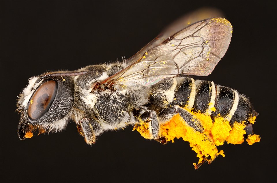 Leaf-cutter bee, female (Megachilidae, Megachile prosopidis (Cockerell))