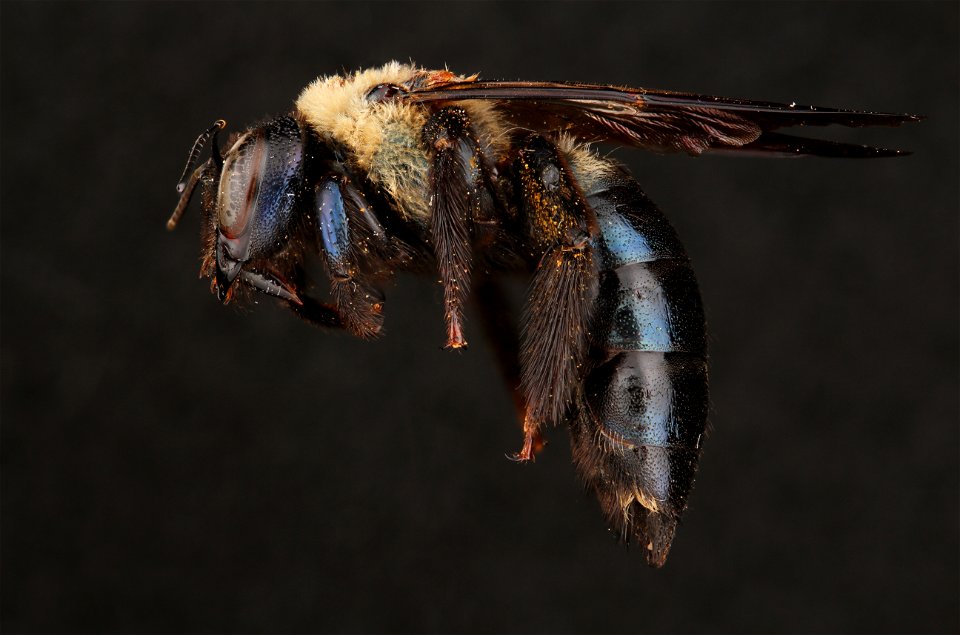 Eastern carpenter bee, female (Apidae, Xylocopa virginica (Linnaeus))
