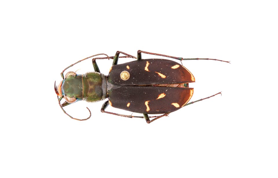 Prairie Tiger Beetle (Cicindelidia obsoleta vulturina)