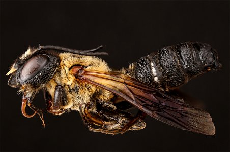 Sculptured resin bee (Megachilidae, Megachile sculpturalis (Smith)) photo