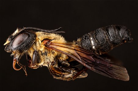 Sculptured resin bee (Megachilidae, Megachile sculpturalis (Smith))