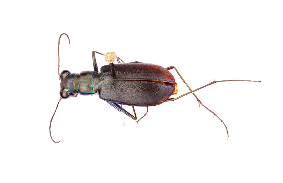 Limestone Tiger Beetle (Cicindelidia politula politula)