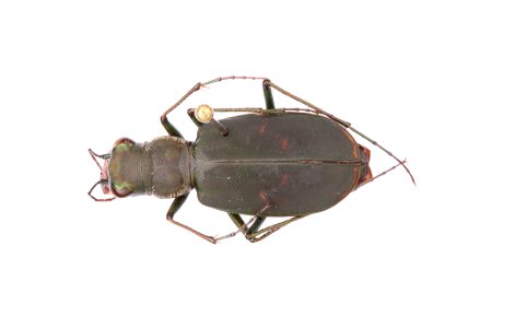 Cicindelidia obsoleta obsoleta