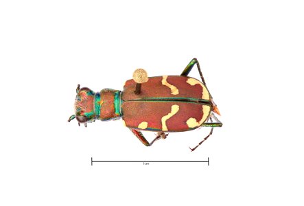 Common Claybank Tiger Beetle; Cicindela limbalis
