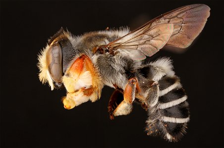 Hostile leaf-cutter bee, male (Megachilidae, Megachile inimica (Cresson)) photo