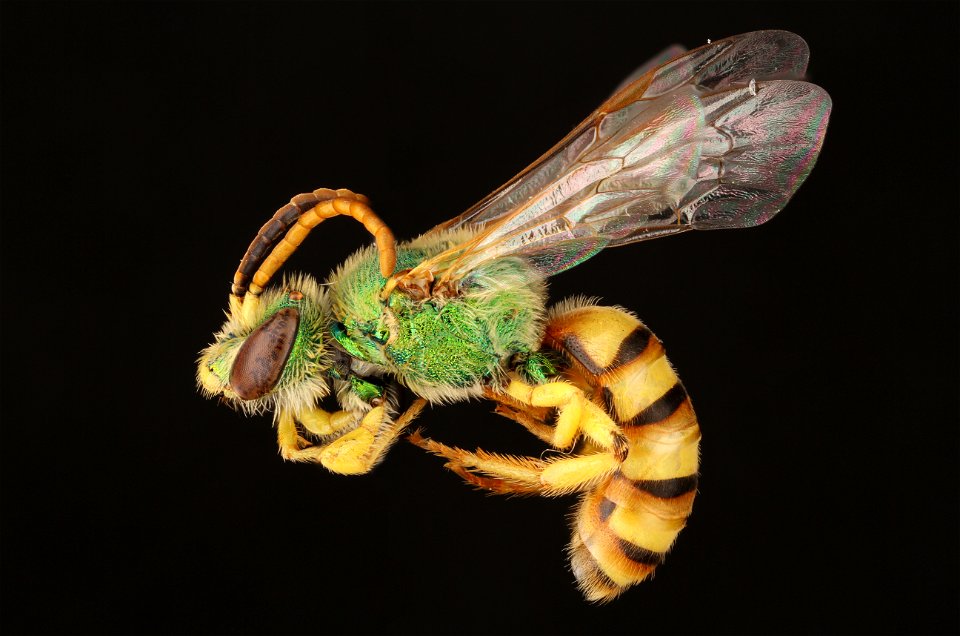 Sweat bee, Honey-bellied Agapostemon (Halictidae, Agapostemon melliventris (Cresson)
