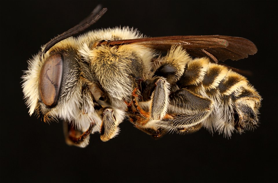 Parallel leaf-cutter bee, male (Megachilidae, Megachile parallela (Smith))